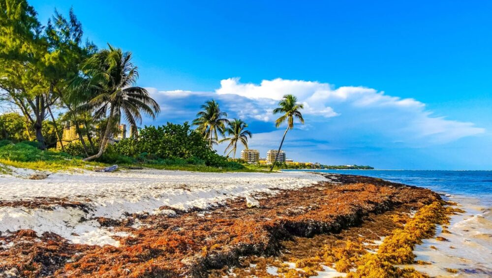 sargassum on beach in playa del carmen