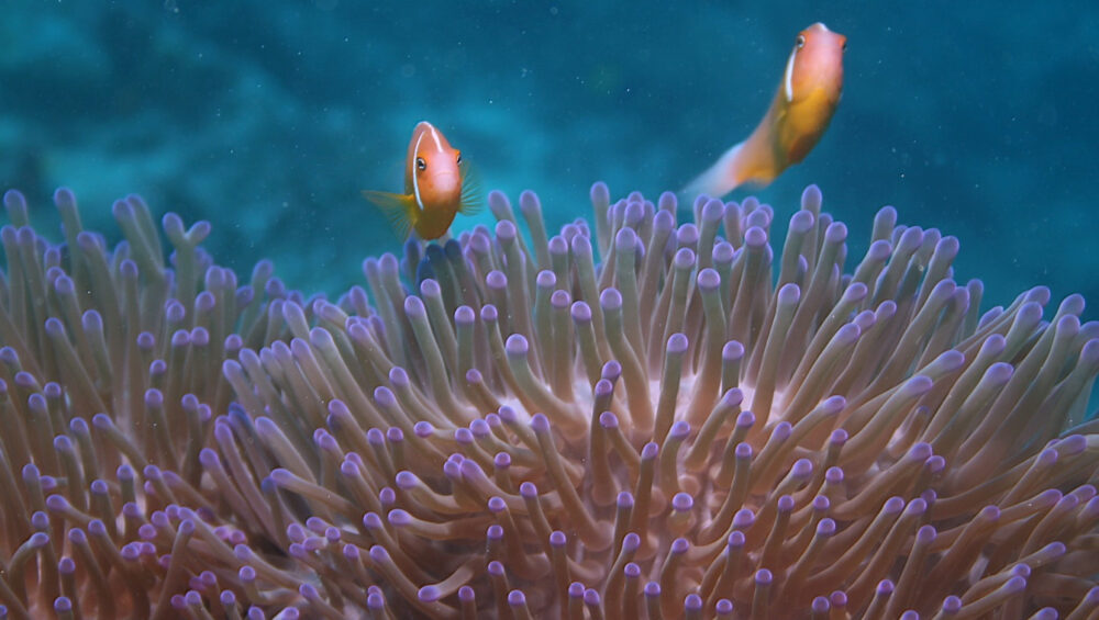 Captain Cook Cruises Fiji Celebrates Marine Month in May