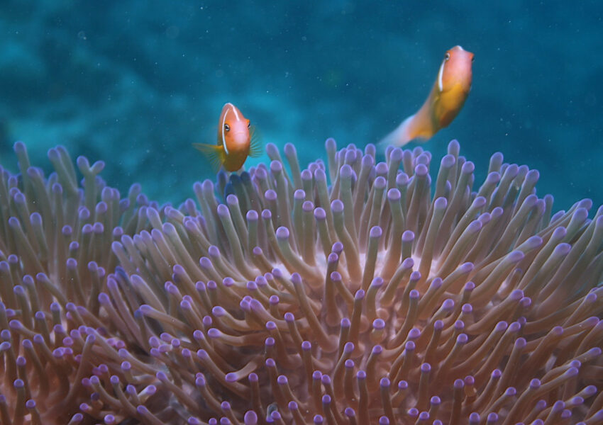 Captain Cook Cruises Fiji Celebrates Marine Month in May
